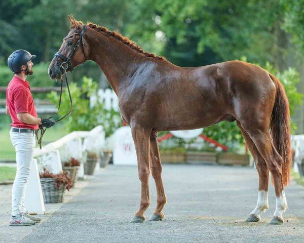 stallion Voyageur (Westphalian, 2022, from Vitalis)