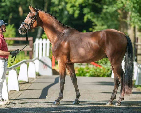 horse Stradivari (Westphalian, 2021, from Sir Heinrich OLD)