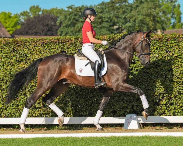 horse Valerio P (Hanoverian, 2021, from Vaderland OLD)
