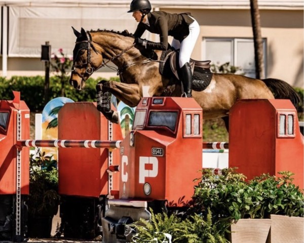 Pferd Caherconree Princess (Irish Sport Horse, 2010, von Obos Quality)