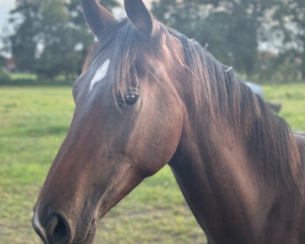 Pferd Divano Noir (Hannoveraner, 2023, von Nechristo)