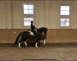 dressage horse Rosenstolz 128 (Hanoverian, 2017, from Rock for Me)