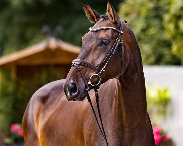 jumper Carlotta T (Hanoverian, 2020, from Carridam)