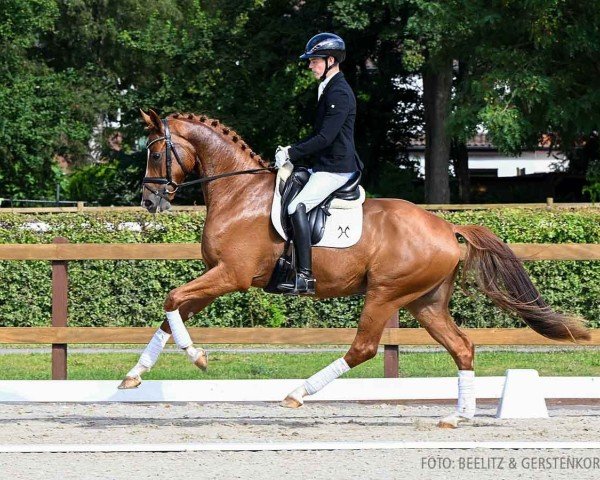 horse Europe (Hanoverian, 2020, from Escamillo)