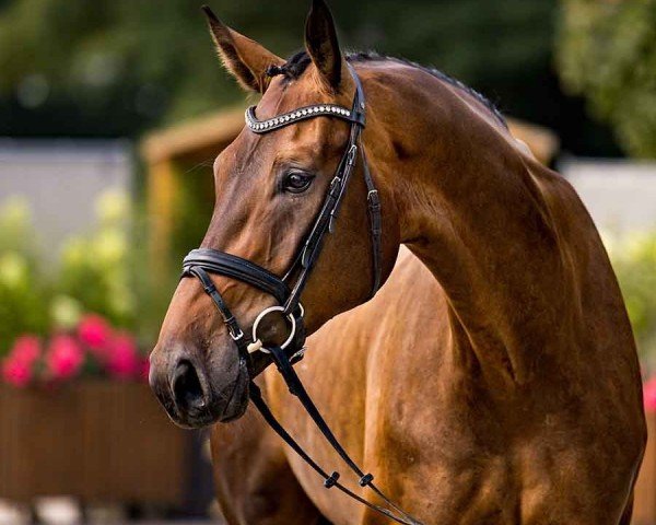 horse Von Otto S (Hanoverian, 2020, from Valdiviani)