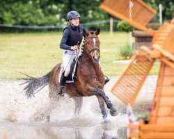 jumper Calon Draig (German Riding Pony, 2019, from Calle Cool WE)