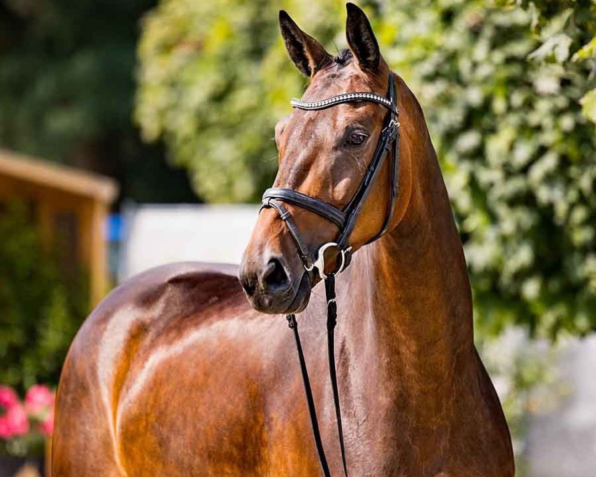 Pferd Despacita (Hannoveraner, 2020, von Despacito 16)
