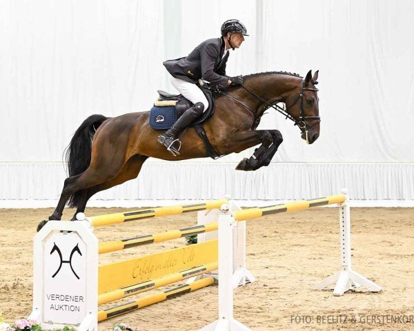 jumper Zafayette S (Hanoverian, 2019, from Zinedream)