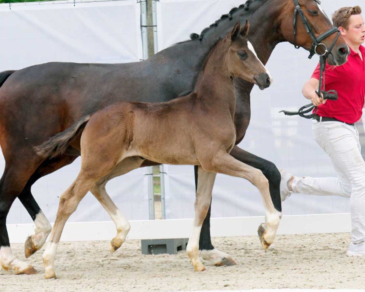 horse Don Diego (Westphalian, 2022, from Dancier Gold FRH)