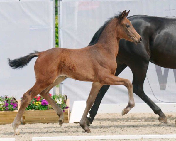 Pferd Valenzia (Westfale, 2022, von Valverde NRW)