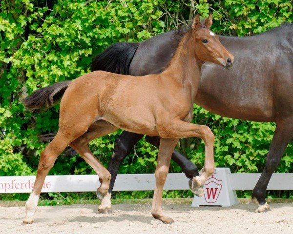horse Zuckerpuppe (Westphalian, 2022, from Zoom)