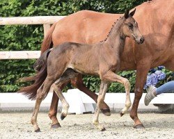 Pferd Stute von Dynamic Dream / Fürst Romancier (Oldenburger, 2024, von Dynamic Dream)