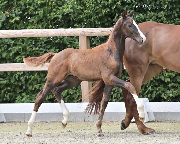 horse HP Van Dango (Oldenburg, 2024, from Vitalis)