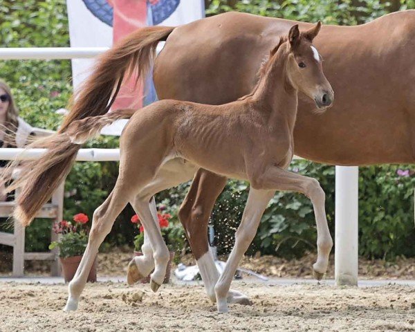 horse Stute von Va Bene / Sir Donnerhall (Oldenburg, 2024, from DSP VA Bene)