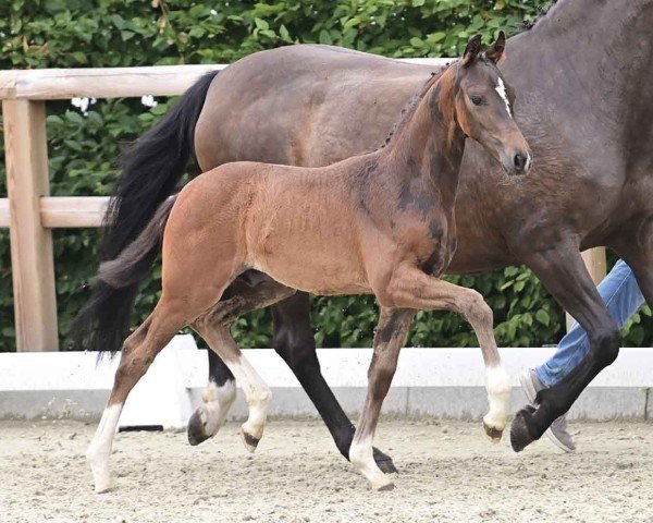 horse Hengst von Sebastino PS / De Niro (Oldenburg, 2024, from Sebastino PS)
