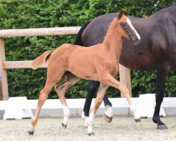 Pferd Hengst von Federer / Spörcken (Oldenburger, 2024, von Federer)