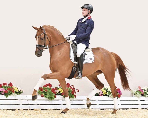horse Rioja (Oldenburg, 2020, from Blue Hors Zackerey)