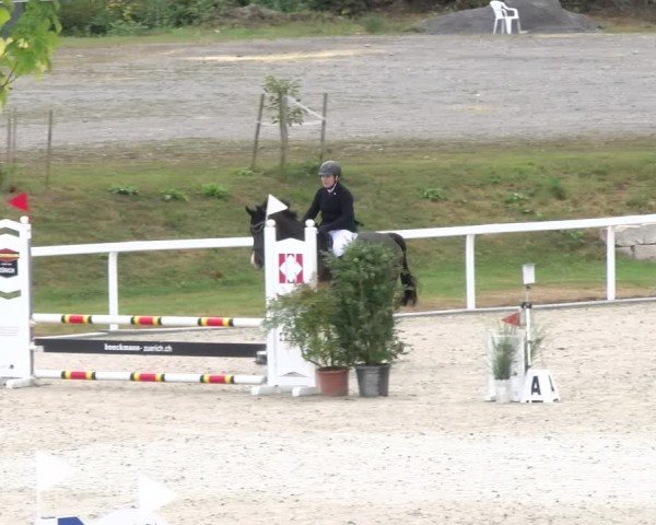 Reitturnier Bülach 2024