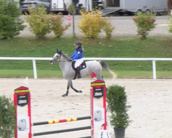Reitturnier Bülach 2024