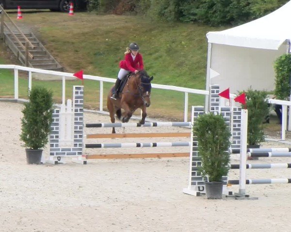 Reitturnier Bülach 2024