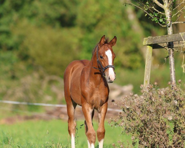 horse Finessa K (Hanoverian, 2024, from For The Future)