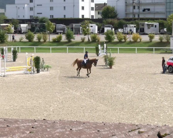 Reitturnier Bülach 2024