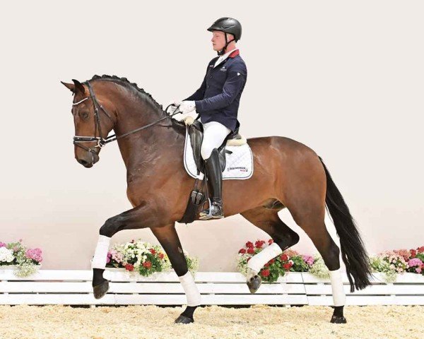 Pferd Strasser Z (Oldenburger, 2021, von So Perfect)