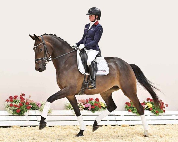 dressage horse Dame qui danse (Oldenburg, 2019, from Devonport)