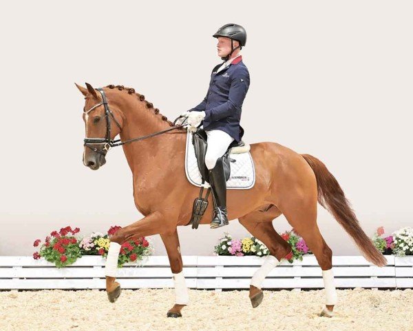 horse Zalando 19 (Oldenburg, 2019, from Zack)