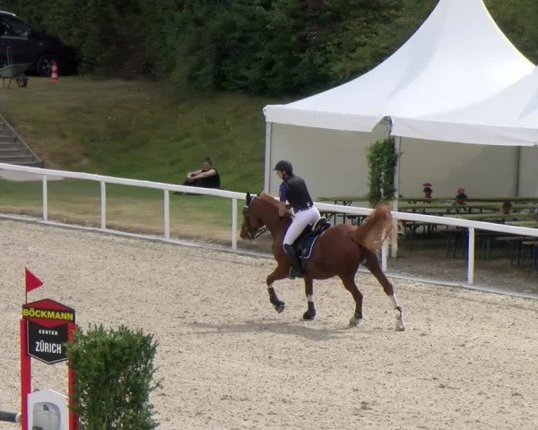 Reitturnier Bülach 2024