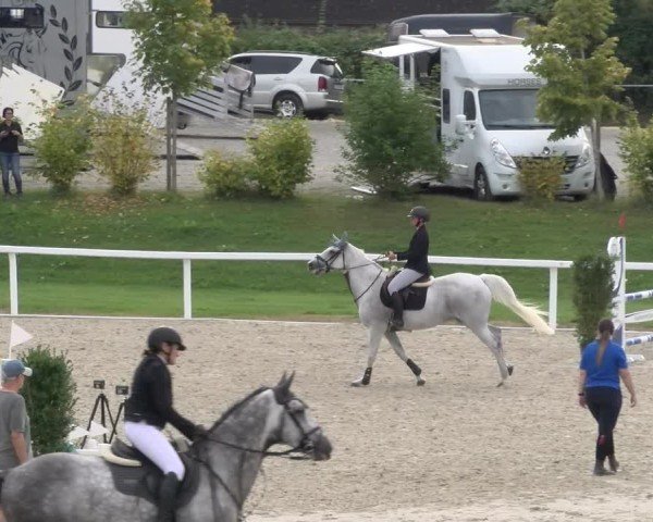 Reitturnier Bülach 2024