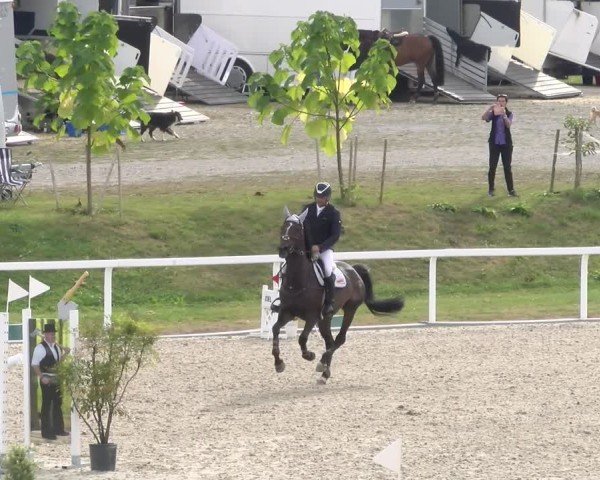 Reitturnier Bülach 2024