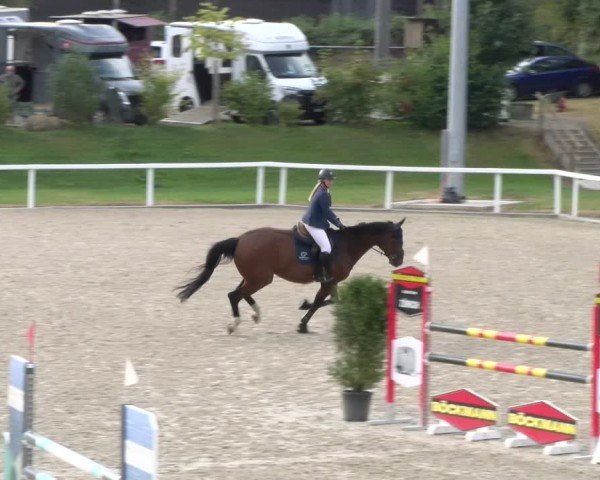 Reitturnier Bülach 2024