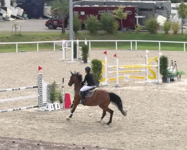Reitturnier Bülach 2024