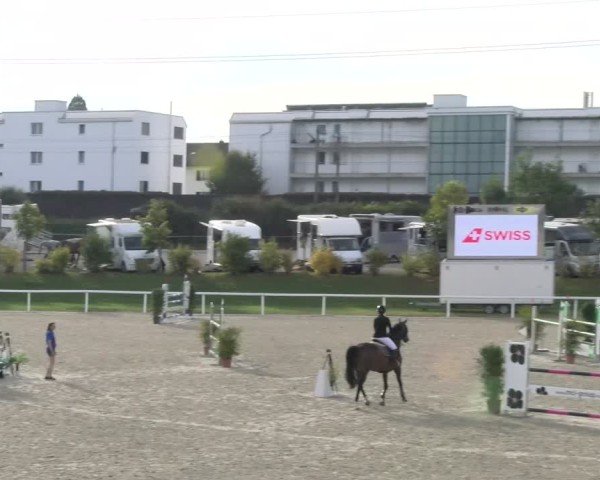 Reitturnier Bülach 2024