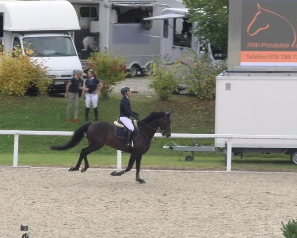 Reitturnier Bülach 2024