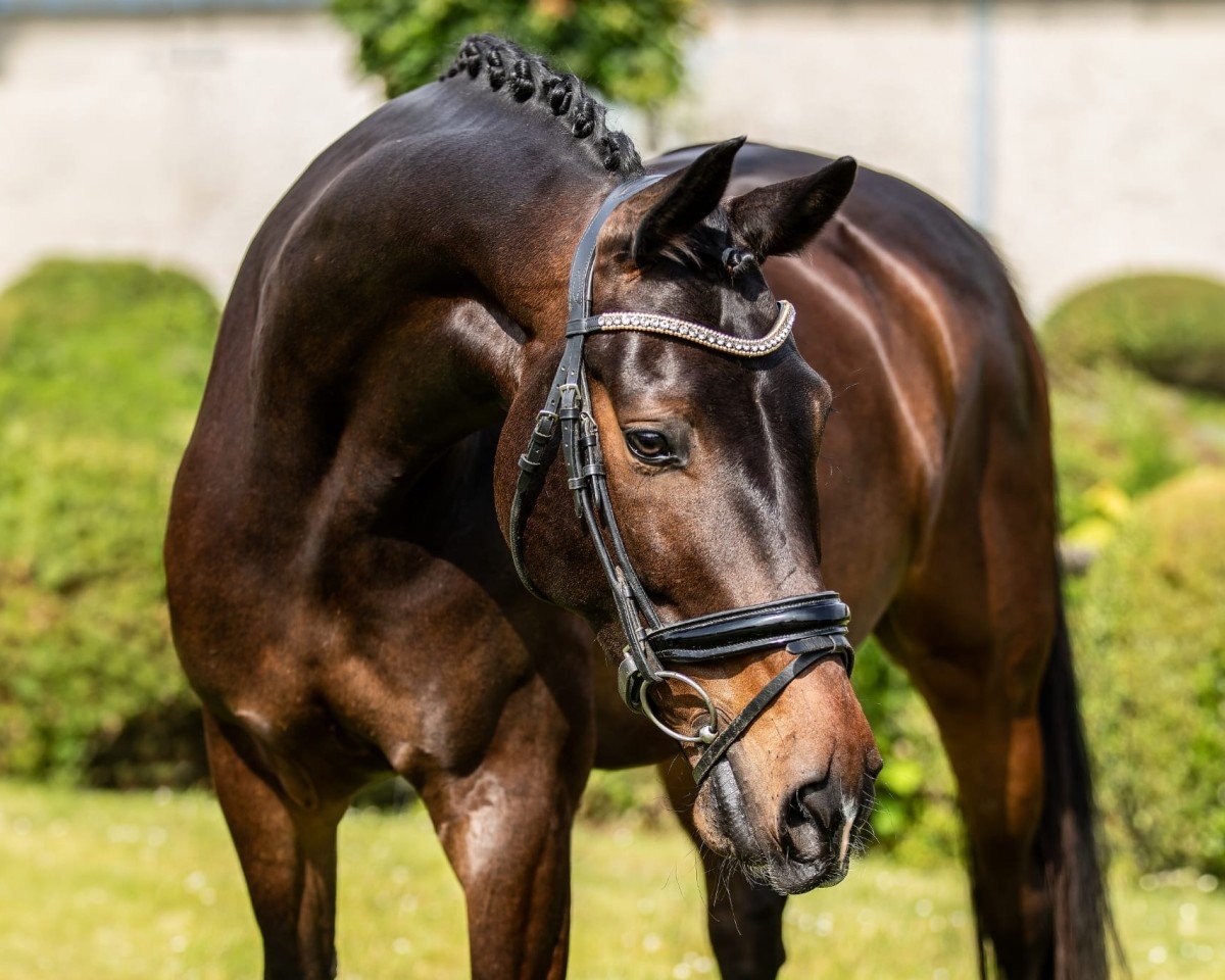 dressage horse De Lacajo (Rhinelander, 2018, from Harmony's de Beau)