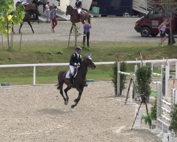 Reitturnier Bülach 2024