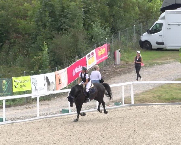 Reitturnier Bülach 2024