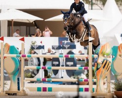 jumper K.i Context (Swedish Warmblood, 2015, from Contant Q 1203)