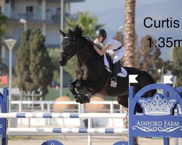 jumper New Curtis (Holsteiner, 2008, from Nekton)