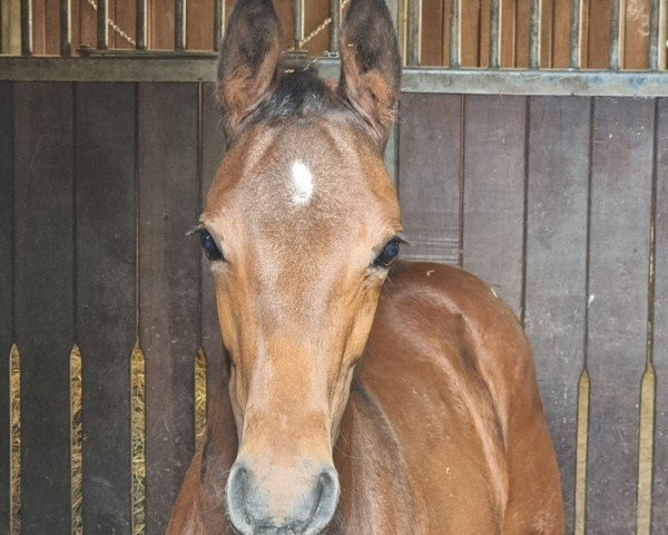 stallion Hengst von Chaccothage Blue PS / Boritas (Holsteiner, 2024, from Chaccothage Blue PS)