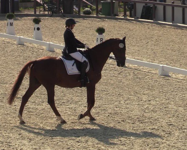 Reitturnier Leichlingen-Witzhelden 2024