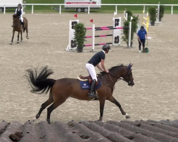 Reitturnier Bülach 2024