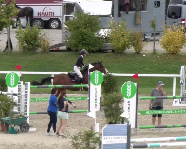 Reitturnier Bülach 2024