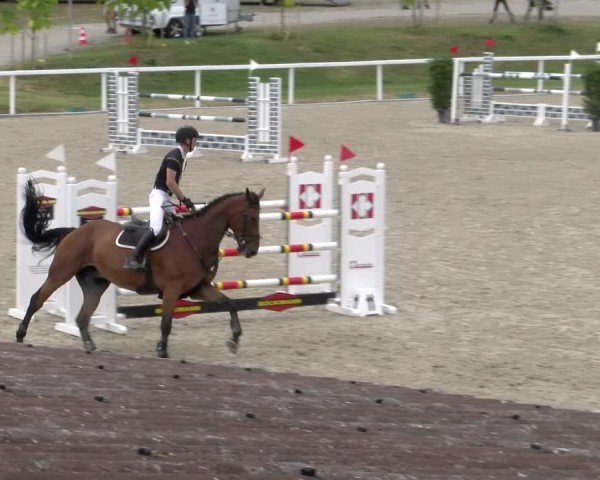 Reitturnier Bülach 2024