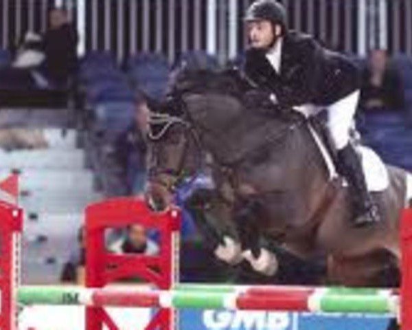Deckhengst Quidam van de Kapel (Belgisches Warmblut, 2000, von Happy Wind D'Hof Ten Bos)