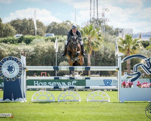 stallion Karaldo (KWPN (Royal Dutch Sporthorse), 2015, from VDL Harley)
