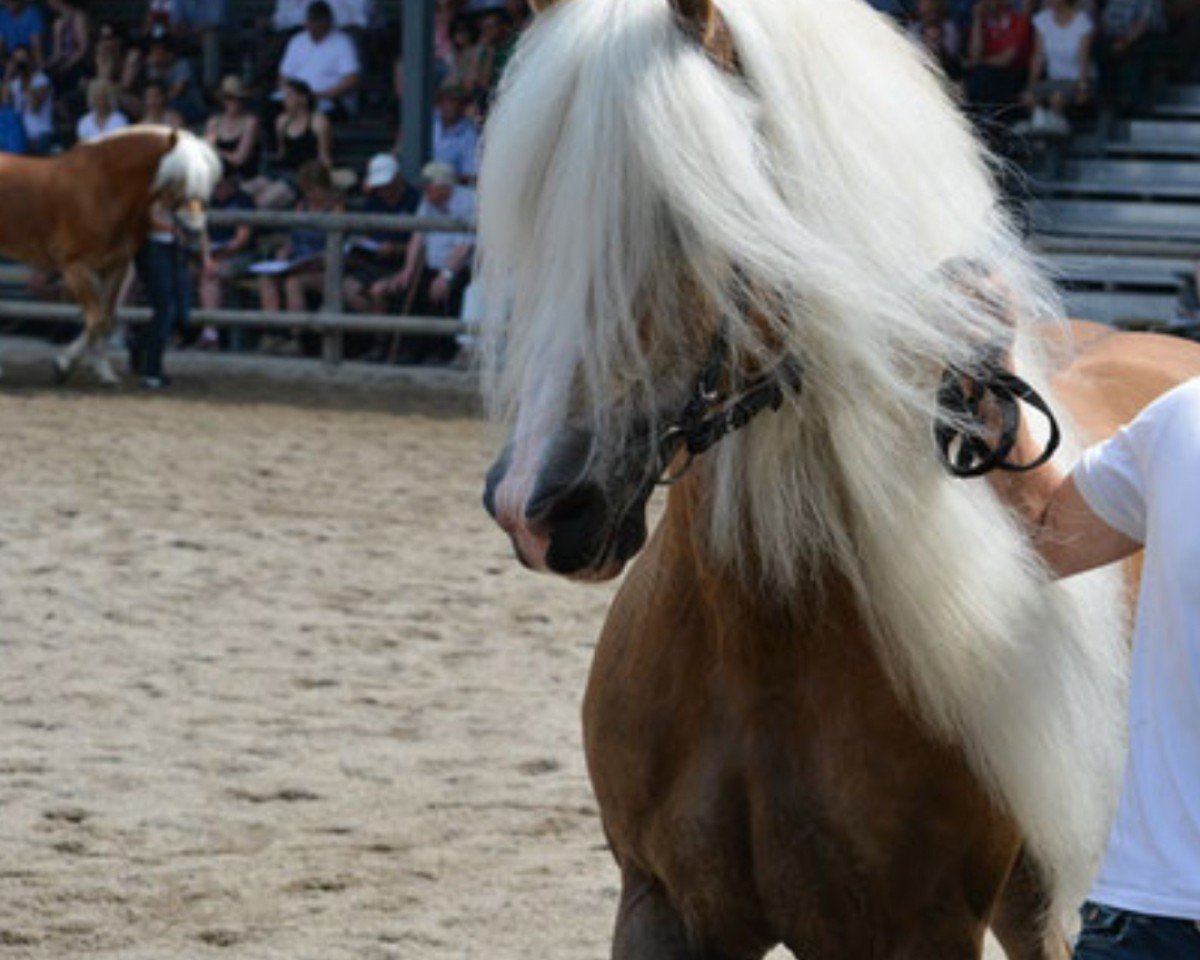 stallion Nordwest (Austrian Warmblood, 2000, from Nordtirol)