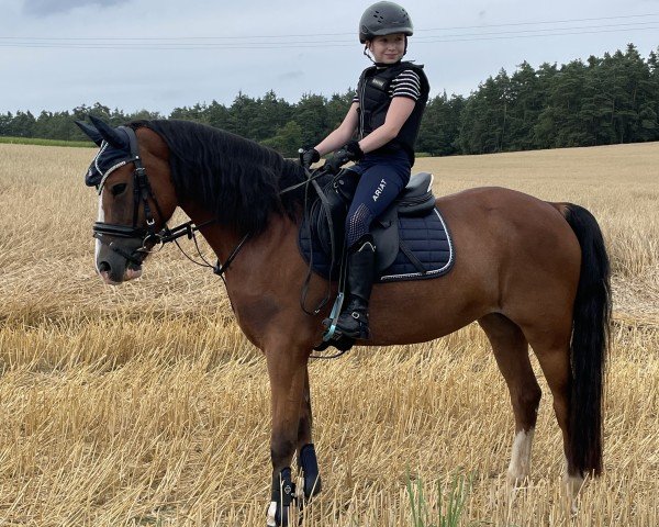 horse Rieemars Fjoralba (Welsh-Cob (Sek. C), 2018, from Maddox 43)